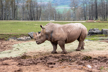 Fototapeta premium Promenade au monde sauvage d'Awaille