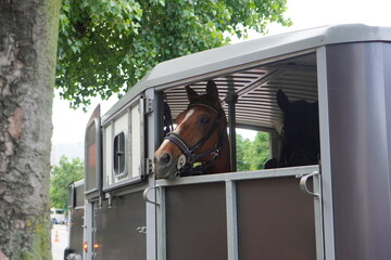 Horses belonging to the riding gendarmerie in Bucharest transported on the road in a caravan