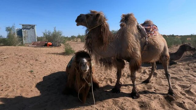 Camels in the Kyzylkum desert of Navoi region of Uzbekistan