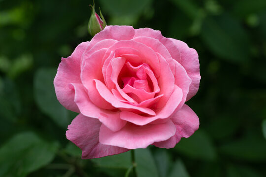 Pink rose of the variety Queen Elizabeth on a dark green background close-up. Breeding and caring for flowers