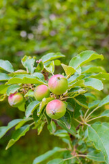 Young unripe Melba apples on a tree branch. Breeding and caring for young plants