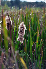 Brown cattails in green and yellow marsh reeds on cloudy day