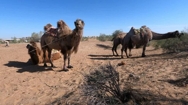 Camels in the Kyzylkum desert of Navoi region of Uzbekistan