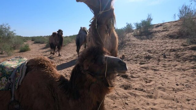 Camels in the Kyzylkum desert of Navoi region of Uzbekistan