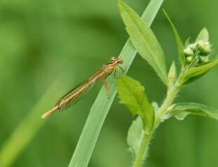 dragonfly on a leaf