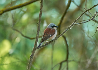 red backed shrike