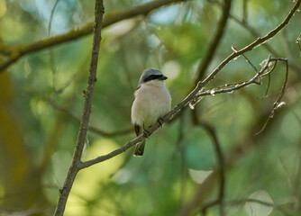 Naklejka premium red backed shrike