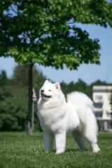 Samoyed dog posing in the beautiful park.	
