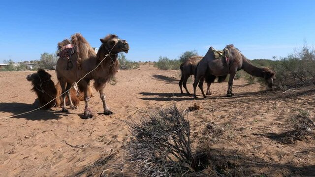 Camels in the Kyzylkum desert of Navoi region of Uzbekistan