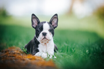 Boston terrier posing in the park outside. Dog in green grass and flowers around. Puppy in kennel with pedigree - obrazy, fototapety, plakaty