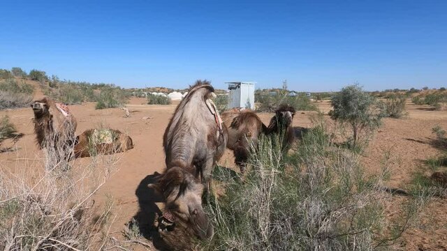 Camels in the Kyzylkum desert of Navoi region of Uzbekistan
