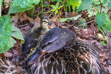 Adorable newly hatched baby ducks and mother duck