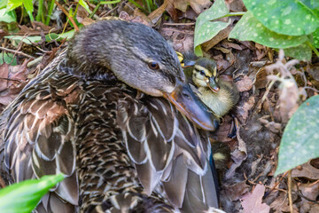 Adorable newly hatched baby ducks and mother duck