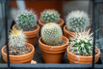 Close-up of several cacti with needles standing in a glass box. Home flowers for decoration