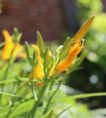 Bouquet de fleurs de lys jaunes en bouton avec insecte en été