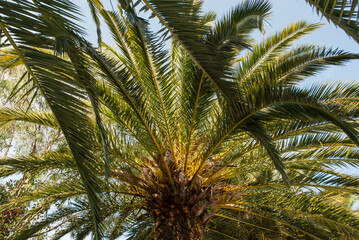 Fototapeta na wymiar natural palm tree foliage and sky background