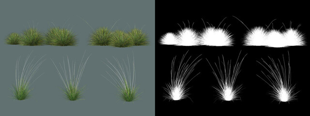 various types of grass
