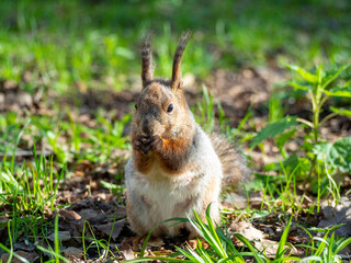 Large portrait of a squirrel sitting on the green grass in the park on a sunny spring day