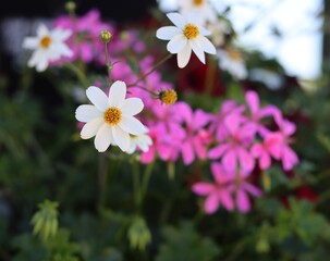 Fleur marguerite blanche et géranium rose bouquet nature sauvage été