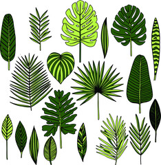 Green leaves on a white background. Vector.