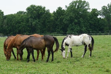 herd of horses grazing in a field
