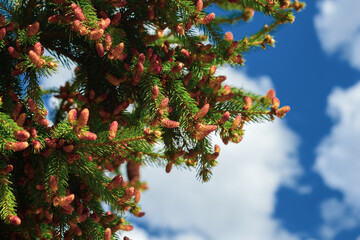 Blooming spruce. Red young shoots on a pine tree. A flowering branch of a fir tree. Young shoots on...