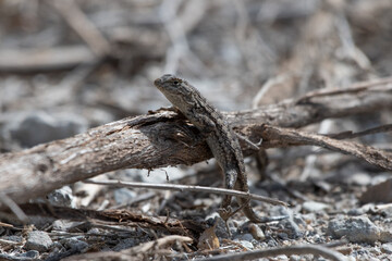 Scales of the lizard contrasts with the sun as the reptile clings to the deadwood branch on trail.
