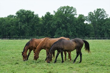 Obraz premium horses in the meadow