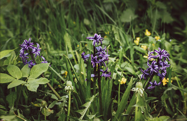 Nature background. Purple hyacinth on a background of green grass. Lilac-blue hyacinth flower. Spring flora blooming hyacinth. The flower variety is Splendid Cornelia. Hyacinth variety Miss Saigon.