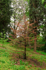 Disease of spruce plants. Dried spruce plant in the mountains or forest.