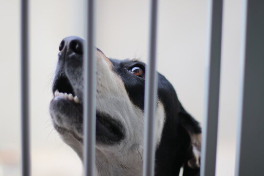 perrita mirando al cielo