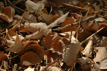 Autumn leaves on the ground. 