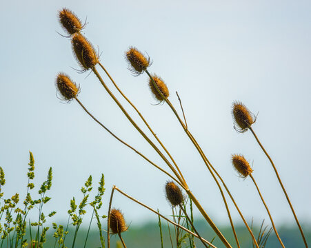 golden brown Dipsacus fullonum
wild teasel thistle heads 