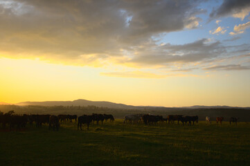 Farm Cows Sunset Country Life