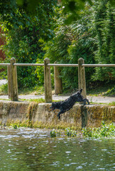 a black dog launches itself back in to the cooling river on a hot sunny day 