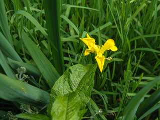 a yellow iris (Iris pseudacorus) also known as yellow flag and water flag, growing amongst reeds at the side of a shallow river in Wiltshire