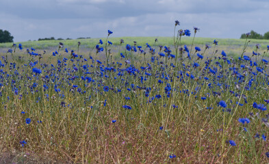 polish field of blue wildflowers