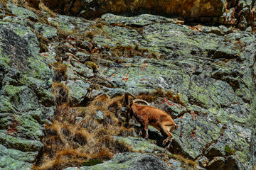 mountain goat on a rock in the daytime