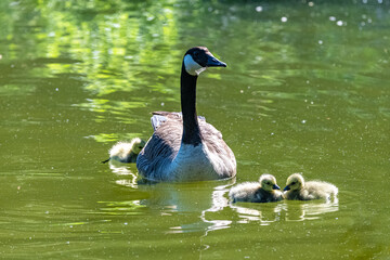 Canada goose with chicks swimming on the lake
