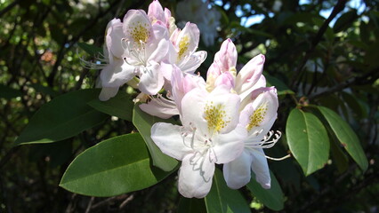 Blooming flower of great laurel or rosebay rhododendron, American rhododendron, big rhododendron,...