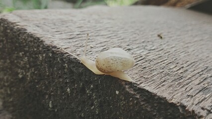 snail on the roof © Wladimir