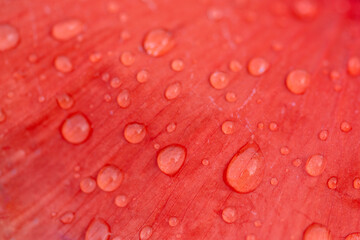 Close up of red bright poppy flower with water drops.