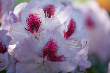 Ogród kwitnących różaneczników - rododendronów i azalii, close-up, makro, letnie słońce,...