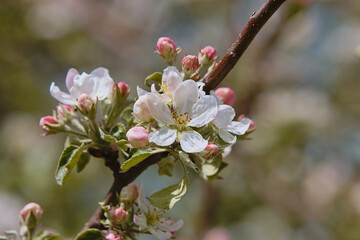 blossom in spring