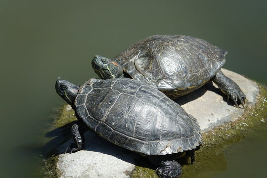 Turtles sunning themselves on a rock by the pond