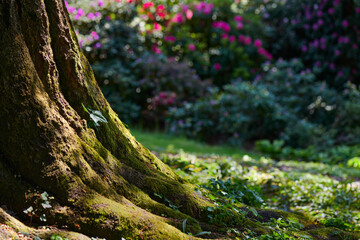 Pień olbrzymiego starego drzewa pokryty mchem, promienie  i odblaski, słońca, w tle kwitnące różaneczniki - rododendrony i azalie.