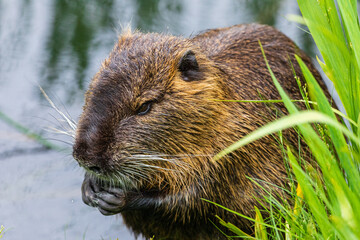 Nutria 37