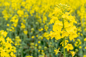 Colza flower. Yellow rape flowers for healthy food oil on field. Rapeseed plant, Canola rapeseed for green energy. Brassica napus flowers.