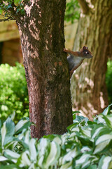 Wiewiórka Ruda Kitka pozuje do zdjęć na jednym z drzew w parku lub lesie. 