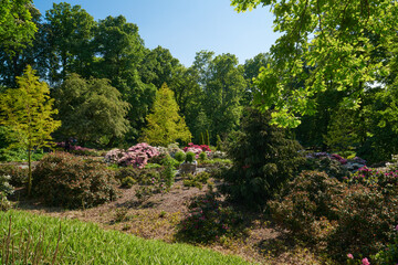 Ogród kwitnących różaneczników - rododendronów i azalii, letnie słońce, kolory zielony, różowy, fioletowy, pomarańczowy, czerwony, biały i żółty. - obrazy, fototapety, plakaty